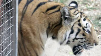 В Московском зоопарке рассказали, чем кормят тигров