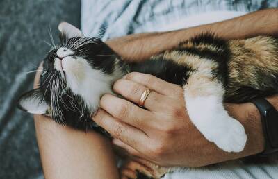 Обожающий обниматься кот вызвал восторг у пользователей интернета. Осторожно, это слишком мило! (ВИДЕО)