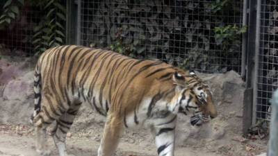 В Приморье нападавшего на собак тигра поймали и переселили подальше от людей
