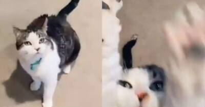 В Twitter завирусилось видео с обожающим обниматься котом