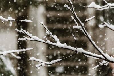 Снежно и немного ветрено будет в Воронежской области в понедельник