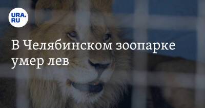 В Челябинском зоопарке умер лев