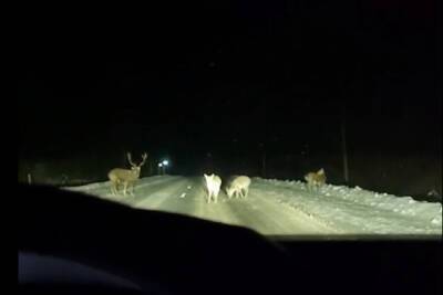 Несколько оленей не хотели уходить с дороги в Тверской области