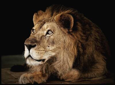 В зоопарке Челябинска — еще одна утрата: умер 20-летний лев