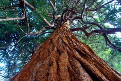 Гороскоп друидов: какое дерево соответствует вашей дате рождения