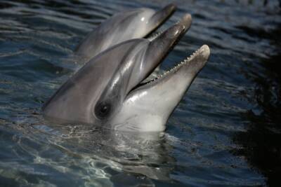 Крымская компания незаконно вывезла дельфина на Украину - таможня