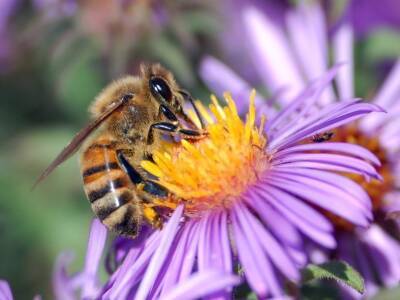 Ученые исследовали генетическую историю медоносной пчелы