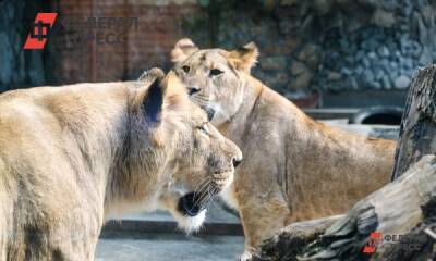 В челябинском зоопарке умер 20-летний лев
