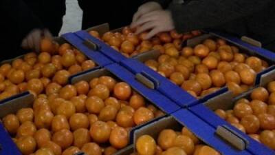 100 тысяч килограммов контрабандных таджикских фруктов перехватили в Киргизии