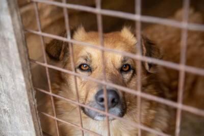 Право на жизнь: власти Медвежьегорска выселяют приют для собак