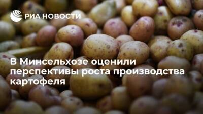 Минсельхоз заявил о хороших предпосылках для роста производства картофеля в 2022 году