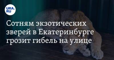 Сотням экзотических зверей в Екатеринбурге грозит гибель на улице