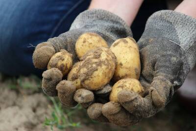 Россиянам предрекают дефицит и подорожание картофеля в 2022 году