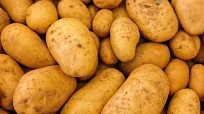 Производители картофеля получат от Минсельхоза РФ 5 млрд рублей