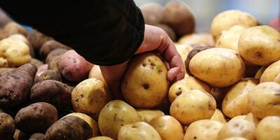 Производители предупредили о возможной нехватке картофеля в 2022 году