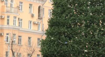 В Астрахани устанавливают главную городскую елку