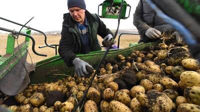 В Минсельхозе оценили перспективы роста производства картофеля