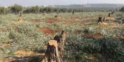 В Сирии протурецкие наёмники захватили оливковые плантации