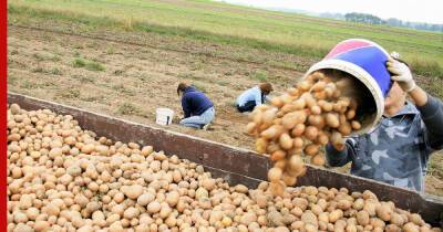 Производство картофеля и овощей в России хотят нарастить в 2022 году