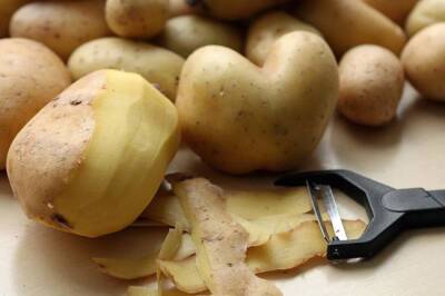 В чем проблема в России вырастить картофель? СМИ сообщили об угрозе дефицита