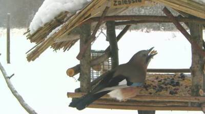 "Ресторан" с видом на Лесную: всю зиму можно онлайн наблюдать за жизнью птиц в Беловежской пуще