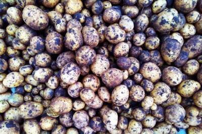 Минсельхоз заявил о хороших предпосылках для роста производства картофеля