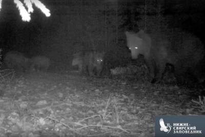 Медведи в Нижне-Свирском заповеднике позировали перед камерой фотоловошки и ушли спать до весны