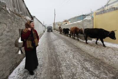 Бродящих по улицам коров будут задерживать в Ингушетии - interfax-russia.ru - респ. Ингушетия - Сунжа