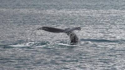 Shell планирует подводные взрывы во время пика брачного сезона китов