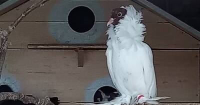 Винницкий зоопарк пополнили редкие породы голубей - в "штанах" и с усами
