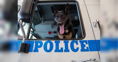Собача робота: поліція Нью-Йорка представила календар зі службовими псами