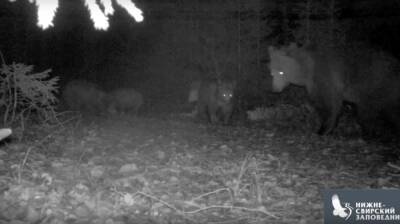 «Мама-медведица и ее косолапики» попозировали перед камерой Нижне-Свирского заповедника и ушли спать до весны