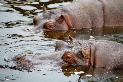 Два бегемота в бельгийском зоопарке заразились коронавирусом