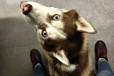 В Калининграде нашли украденную собаку