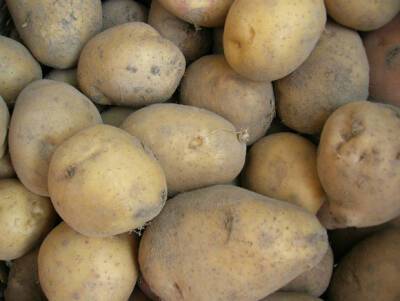 В России предупредили о вероятном дефиците картофеля