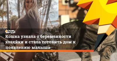 Кошка узнала о беременности хозяйки и стала готовить дом к появлению малыша - ridus.ru