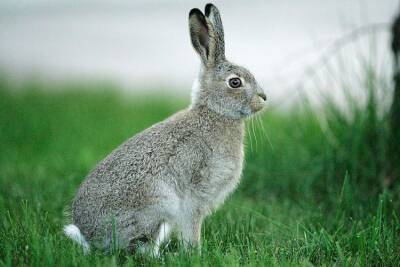 Почему до середины XVII века русским было запрещено есть крольчатину - Русская семерка