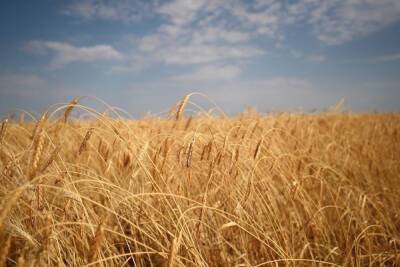В Волгоградской области собрали 4,1 млн тонн зерновых культур