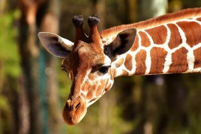 В зоопарке Австралии умер самый старый жираф в мире и мира
