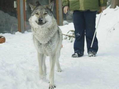 В Тихвине к жилым домам вышли два волка (видео)