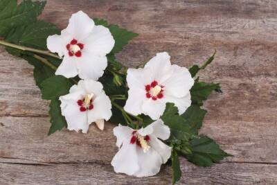 Бессмертный цветок — гибискус древовидный. Как его вырастить?