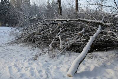 В Челябинской области нашли останки лося, убитого неизвестным браконьером