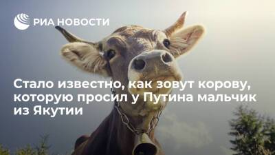 Корову, которую мальчик из Якутии попросил у президента Путина, назвали Кэскилээнэ