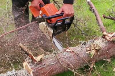 Губернатор Сергей Ситников потребовал срочно распилить поваленные ураганом деревья на дрова