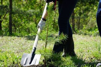 Горняки УК «Кузбассразрезуголь» высадили в 2021 году более 725 тысяч деревьев