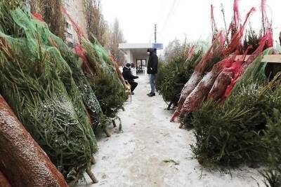 Елочные базары в Белгородской области откроются 15 декабря