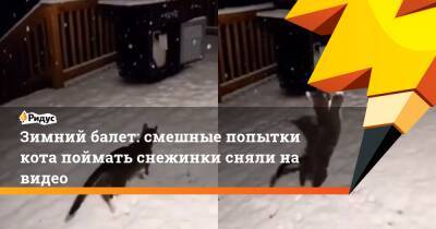 Зимний балет: смешные попытки кота поймать снежинки сняли на видео