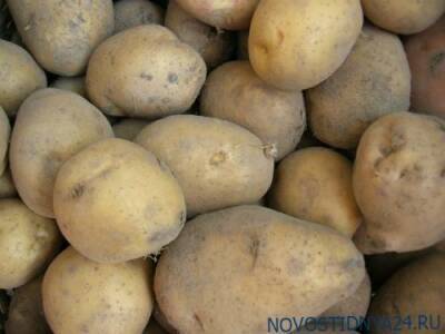 В России предупредили о вероятном дефиците картофеля