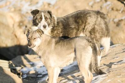 Бродячие собаки держат Домну в страхе, пока район ждёт денег от краевых властей - chita.ru - Иркутск