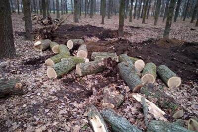 В Горячем Ключе пресекли нелегальную вырубку леса